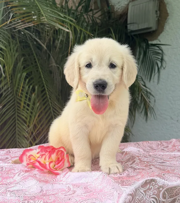 Bella  – Golden Retriever puppy for sale in Cape Coral, FL