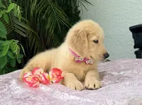 Bella , a female Golden Retriever for sale in Cape Coral, FL – 3 of 8