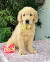 Mía, a female Golden Retriever for sale in Cape Coral, FL – 7 of 8