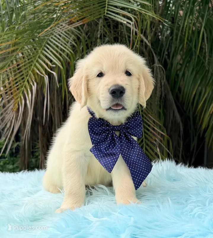 Kiko – Golden Retriever puppy for sale in Cape Coral, FL