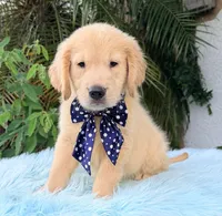 John, a male Golden Retriever for sale in Cape Coral, FL – 1 of 7
