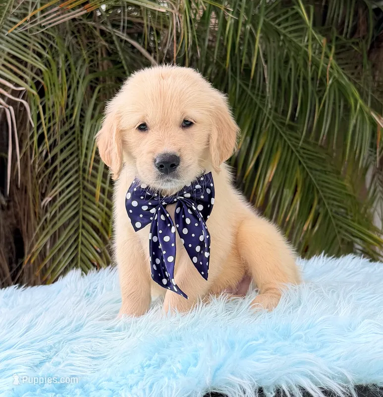 John – Golden Retriever puppy for sale in Cape Coral, FL