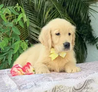 Mía, a female Golden Retriever for sale in Cape Coral, FL – 3 of 8