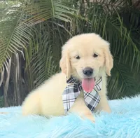 John, a male Golden Retriever for sale in Cape Coral, FL – 5 of 5