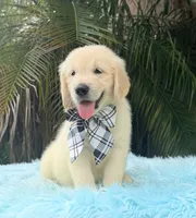 John, a male Golden Retriever for sale in Cape Coral, FL – 4 of 5