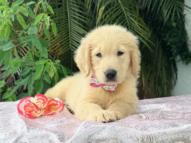 Bella  – Golden Retriever puppy for sale in Cape Coral, FL