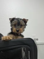 Girl.1, a female Yorkshire Terrier for sale in Princeton, TX – Photo 6 of 9