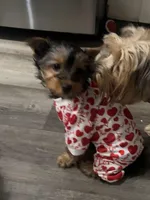 Girl.1, a female Yorkshire Terrier for sale in Princeton, TX – Photo 3 of 9