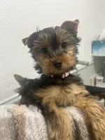 Girl.1, a female Yorkshire Terrier for sale in Princeton, TX – Photo 4 of 9