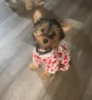 Girl.1, a female Yorkshire Terrier for sale in Princeton, TX – Photo 1 of 9