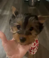 Girl.1, a female Yorkshire Terrier for sale in Princeton, TX – Photo 2 of 9