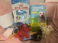 Girl.1, a female Yorkshire Terrier for sale in Princeton, TX – Photo 9 of 9