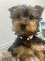 Girl.1, a female Yorkshire Terrier for sale in Princeton, TX – Photo 5 of 9