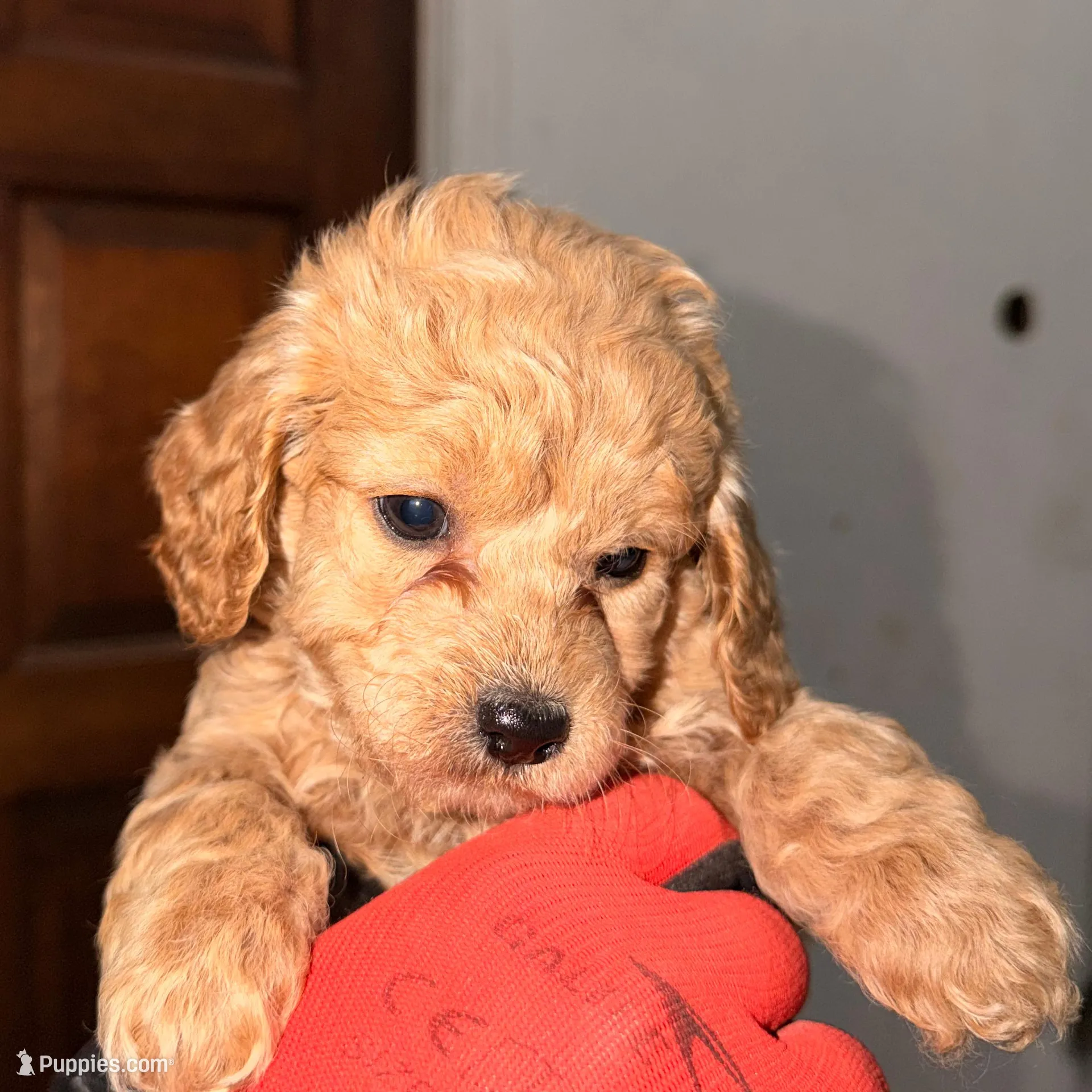 Teddy – Cockapoo, Miniature Goldendoodle puppy for sale in Indianapolis, IN