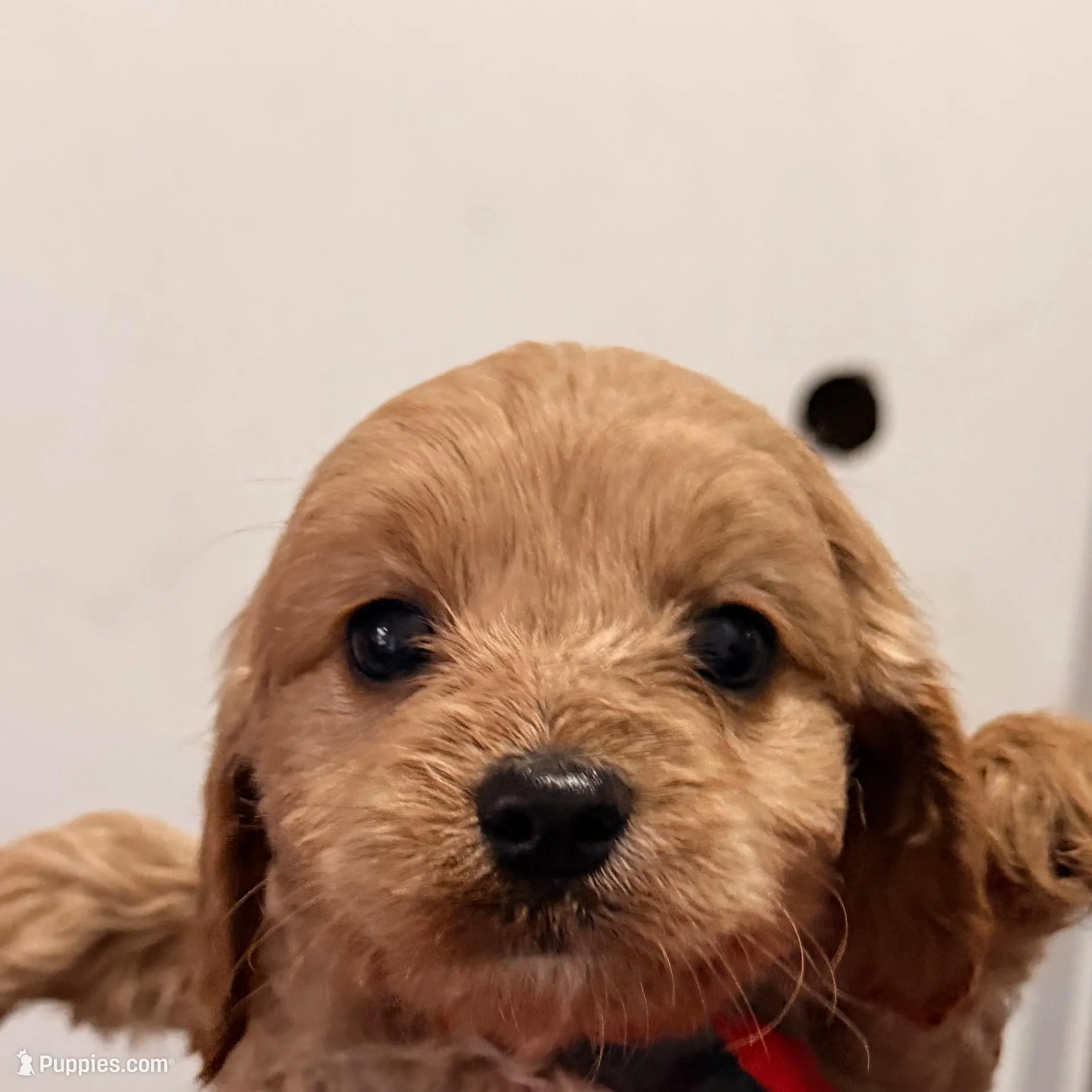 Oakley – Cockapoo, Miniature Goldendoodle puppy for sale in Indianapolis, IN