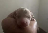 Valentina, a female Poodle - Toy  for sale in Tucker, GA – Photo 1 of 4