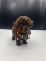 Chocolate drop, a female Poodle - Toy  for sale in Tucker, GA – Photo 3 of 3