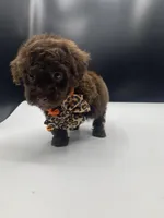 Chocolate drop, a female Poodle - Toy  for sale in Tucker, GA – Photo 2 of 3