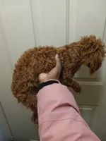 Cherry, a female Poodle - Toy  for sale in Tucker, GA – Photo 3 of 3