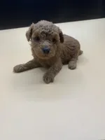 Cherry, a female Poodle - Toy  for sale in Tucker, GA – Photo 2 of 3