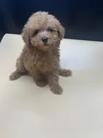 Cherry, a female Poodle - Toy  for sale in Tucker, GA – Photo 1 of 3