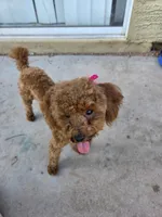 Berry, a female Poodle - Toy  for sale in Tucker, GA – Photo 5 of 6