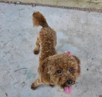 Berry, a female Poodle - Toy  for sale in Tucker, GA – Photo 4 of 6