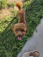 Berry, a female Poodle - Toy  for sale in Tucker, GA – Photo 2 of 6