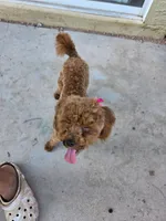 Berry, a female Poodle - Toy  for sale in Tucker, GA – Photo 6 of 6
