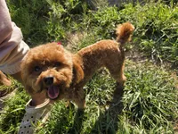 Berry, a female Poodle - Toy  for sale in Tucker, GA – Photo 1 of 6