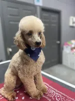 Reggie, a male Poodle - Toy  for sale in Tucker, GA – Photo 2 of 3