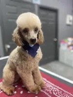 Reggie, a male Poodle - Toy  for sale in Tucker, GA – Photo 1 of 3