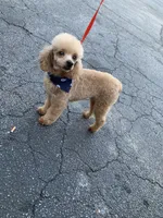 Reggie, a male Poodle - Toy  for sale in Tucker, GA – Photo 3 of 3
