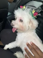 Candy Girl, a female Maltese for sale in Tucker, GA – Photo 1 of 4