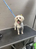 Candy Girl, a female Maltese for sale in Tucker, GA – Photo 4 of 4