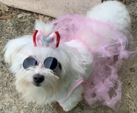 Candy Girl, a female Maltese for sale in Tucker, GA – Photo 2 of 4