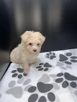 Ember, a female Maltipoo for sale in Tucker, GA – Photo 2 of 2