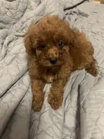 Guap, a male Poodle - Toy  for sale in Tucker, GA – Photo 1 of 4