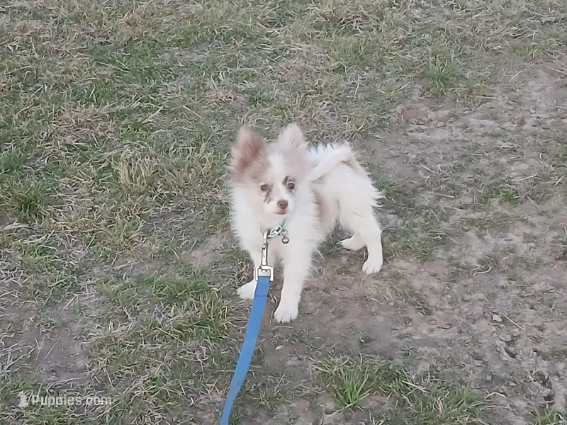 Disco  – Pomeranian puppy for sale in Mabank, TX