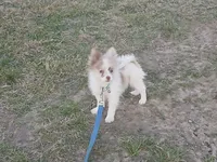 Disco , a male Pomeranian for sale in Mabank, TX – Photo 1 of 5