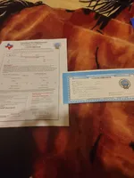 Disco , a male Pomeranian for sale in Mabank, TX – Photo 5 of 5