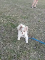 Disco , a male Pomeranian for sale in Mabank, TX – Photo 2 of 5