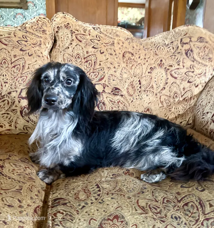 Wolfegang  – Dachshund puppy for sale in Morton, IL