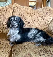 Wolfegang , a male Dachshund for sale in Morton, IL – 1 of 9