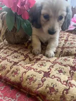 Ashley boy, a male Miniature Dachshund for sale in Morton, IL – 5 of 5