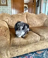 Wolfegang, a male Miniature Dachshund for sale in Morton, IL – 4 of 8