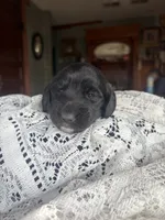 Fresca, a female Miniature Dachshund for sale in Morton, IL – 6 of 6