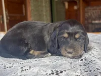 Fernanda, a female Miniature Dachshund for sale in Morton, IL – 3 of 7