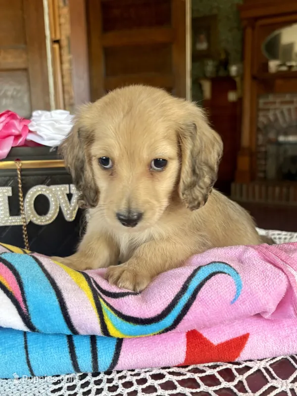 Humphrey – Miniature Dachshund puppy for sale in Morton, IL