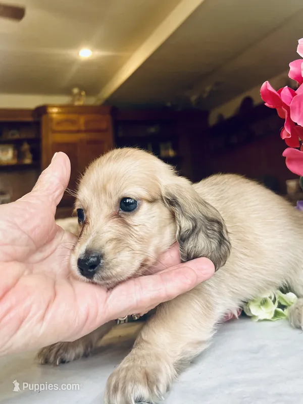 Ashley boy – Miniature Dachshund puppy for sale in Morton, IL